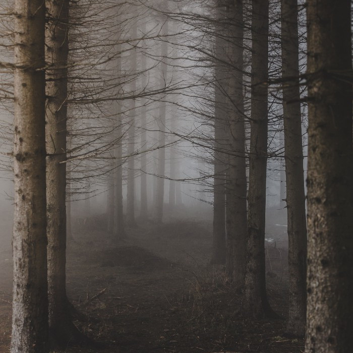 haunted woods