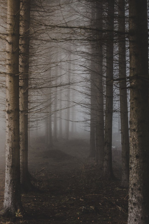 haunted woods